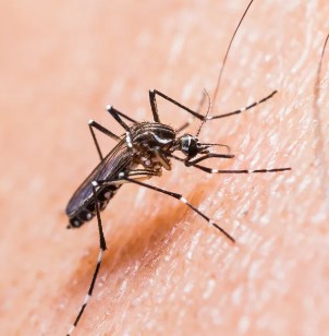 Sintomas ng Dengue sa Matanda : Alamin ang sanhi ng Dengue